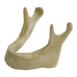 modello anatomico osseo