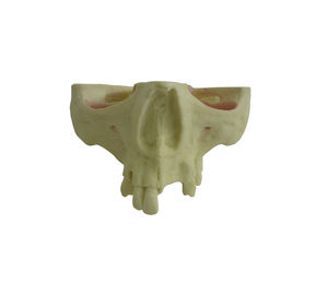 modello anatomico di mascella