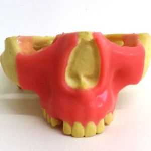 modello anatomico di mascella