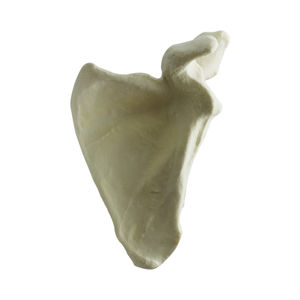 modello anatomico osseo