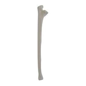 modello anatomico osseo
