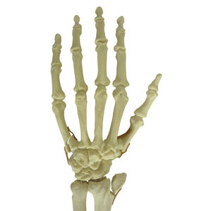 modello anatomico osseo 1