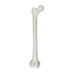 modello anatomico osseo