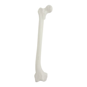 modello anatomico osseo