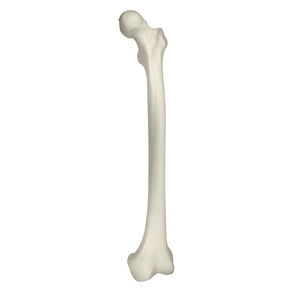 modello anatomico osseo 1