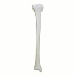 modello anatomico osseo
