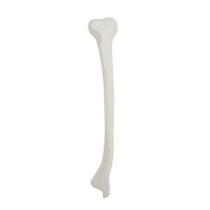 modello anatomico osseo 1