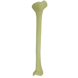 modello anatomico osseo 1