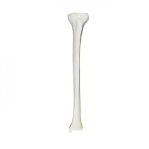 modello anatomico osseo