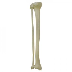 modello anatomico osseo