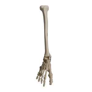 modello anatomico osseo 1