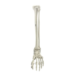 modello anatomico osseo 1