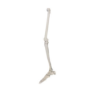 modello anatomico osseo 1