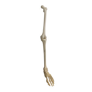 modello anatomico osseo 1