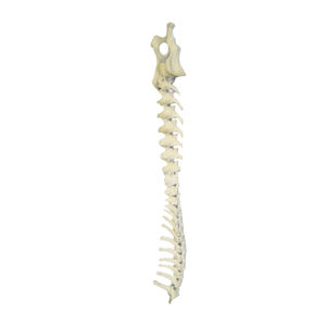 modello anatomico di bacino