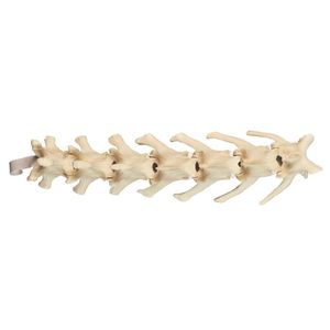 modello anatomico di colonna vertebrale lombare