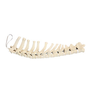 modello anatomico di vertebre toraciche
