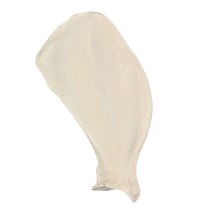 modello anatomico osseo