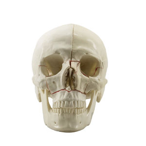 modello anatomico di cranio