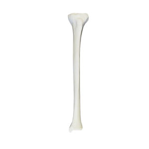 modello anatomico osseo