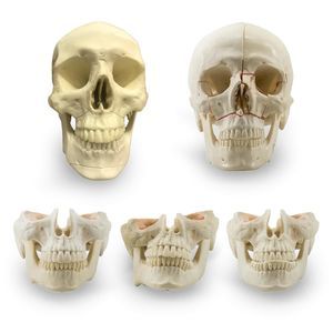modello anatomico di cranio