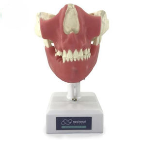 manichino didattico per endodonzia