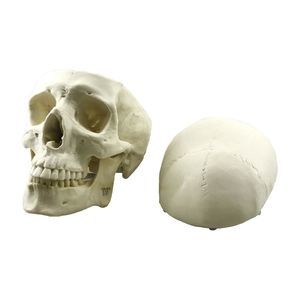 modello anatomico di cranio 1