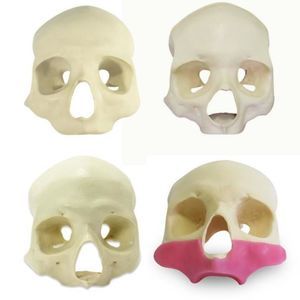 modello anatomico di cranio 1