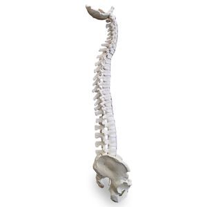 modello anatomico di bacino