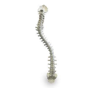 modello anatomico di colonna vertebrale