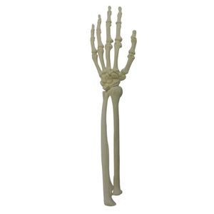 modello anatomico osseo 1