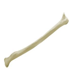 modello anatomico osseo