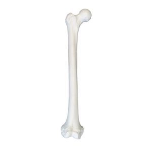 modello anatomico osseo 1