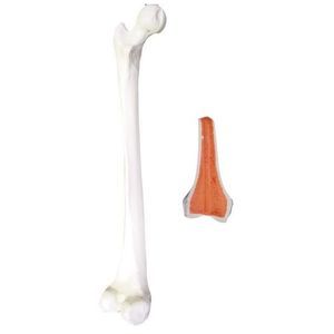 modello anatomico osseo 1