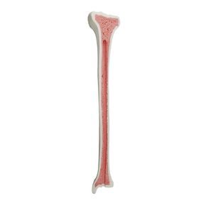 modello anatomico osseo 1