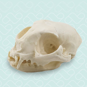 modello anatomico di cranio 1