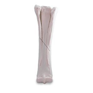 modello anatomico per metacarpo 1