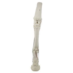 modello anatomico osseo 1