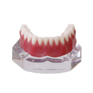 modello anatomico di dentatura 1