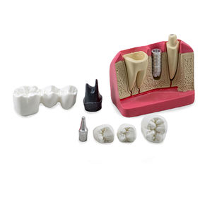 modello anatomico odontoiatrico 1