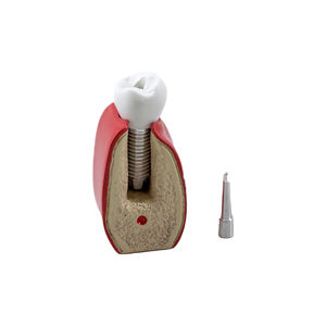 modello anatomico odontoiatrico 1