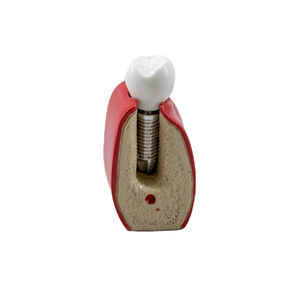modello anatomico odontoiatrico 1