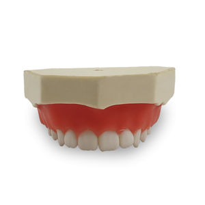 modello anatomico di denti 1