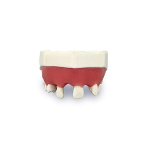 modello anatomico di denti 1