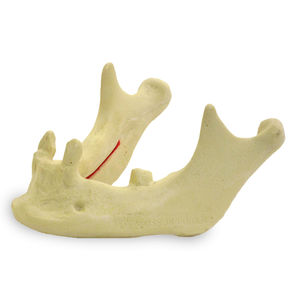 modello anatomico osseo 1