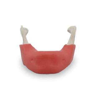 modello anatomico osseo 1