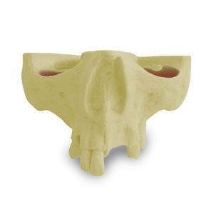 modello anatomico di mascella 1