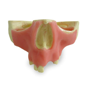 modello anatomico di mascella 1