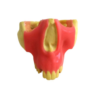 modello anatomico di mascella 1