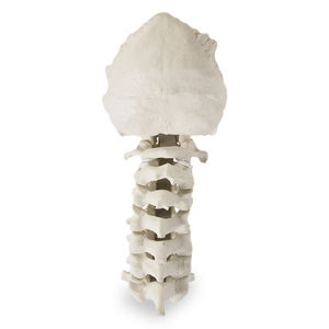 modello anatomico osseo 1